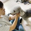 펫스쿨