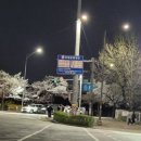 여의도실시간 봄꽃축제 실시간벚꽃현황(2024.04.04)