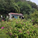연기마트 | 시골집 방문 후기 🌾 가을 논밭 구경 + 모깃불 피운 날, 연기 자욱한 시골 감성