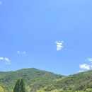 아림동물병원 | 이산가족 상봉기_고양이랑 미국가기