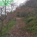 진상초황죽분교장 이미지