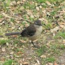 멜란지(melange) 이미지