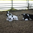 영광목장(3) 이미지