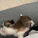 멍멍펀치 이미지