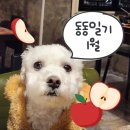 견생일기 | 1월 동동일기 동동이랑 백수같은 견생인생