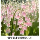 은방울꽃 이미지