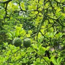 민속마을탱자나무 이미지