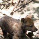 재난영상정보CCTV | 늑구 대전 늑대 포획 상황