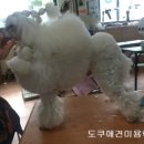 도쿠애견미용학원 - 성동구 무학로2길 50 | 도쿠애견미용학원