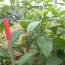 엄나무골농장 이미지