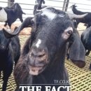 정읍 흑염소 이미지