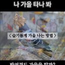 반려견도 가을을 탈까? “ 나 가을 탄다개~ ” 이미지