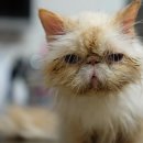 위드동물병원 이미지