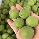 참농원 네이버블로그