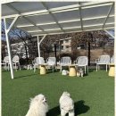 럭셔리애견사랑 이미지