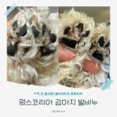 멍스 | 강아지 발비누 추천 산책 후에도 촉촉한 발바닥 멍스코리아 후기