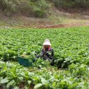 영월농장 이미지