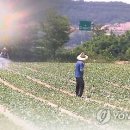 새벽농가축산 이미지