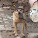 강아지마을 이미지