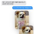 샘펫스튜디오 이미지