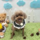 코코 반려견미용실 | 안양 박달동 애견미용샵 &#39;코코바코&#39; 반려견미용실 / 푸들미용