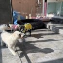 아띠 동물의료센터 | 동대문구, “반려동물, 안심하고 맡기세요...‘펫 위탁소’ 올해 첫 운영