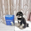 오드(AUD) | 강아지배변패드 대형 추천! 펫츠다이닝 졸리젤리 오드AUD패드 후기