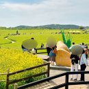 서당농장 | 고창 청보리밭축제 5월 축제 가볼만한곳 학원농장