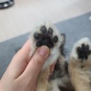 배곧동물병원 이미지