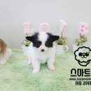 파피용