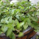 지구화원 이미지