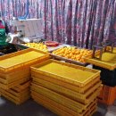 감나무골농장 이미지