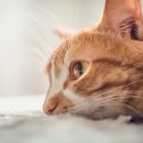 송파원동물병원 이미지