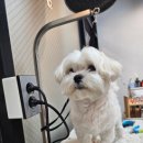 꼬로롱멍 이미지