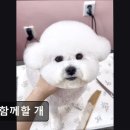 함께할 개 | (평택, 강아지, 고양이, 애견미용, 추천!) 71 함께할 개 평택 애견미용, 맞춤 케어로 인기