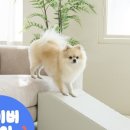 디팡 이미지
