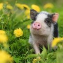 돼지개띠 이미지