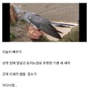 뻐꾸기 복사