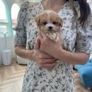 달링하이 강아지분양 밀양점 이미지