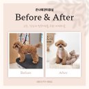 온니애견미용 이미지