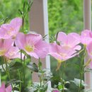 민들레화원 이미지