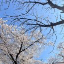 <한줄 철학> 철학자의 죽음 | [4월] 오라 달콤한 죽음이여