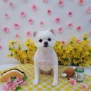 인생멍컷 이미지