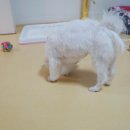 쭈애견미용 이미지