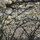 사슴이랑 배랑 농원 이미지