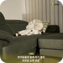 반려동물과 함께 하기 좋은 자코모 패브릭소파 추천