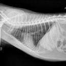 제일2차동물메디컬센터 이미지