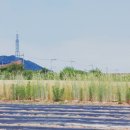 금척마을 이미지