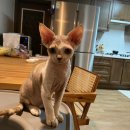 마마캐터리 이미지