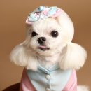 몽시앙 이미지